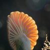 Hygrocybe pratensis